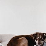 Критический анализ слота The Dog House как инструмента контроля